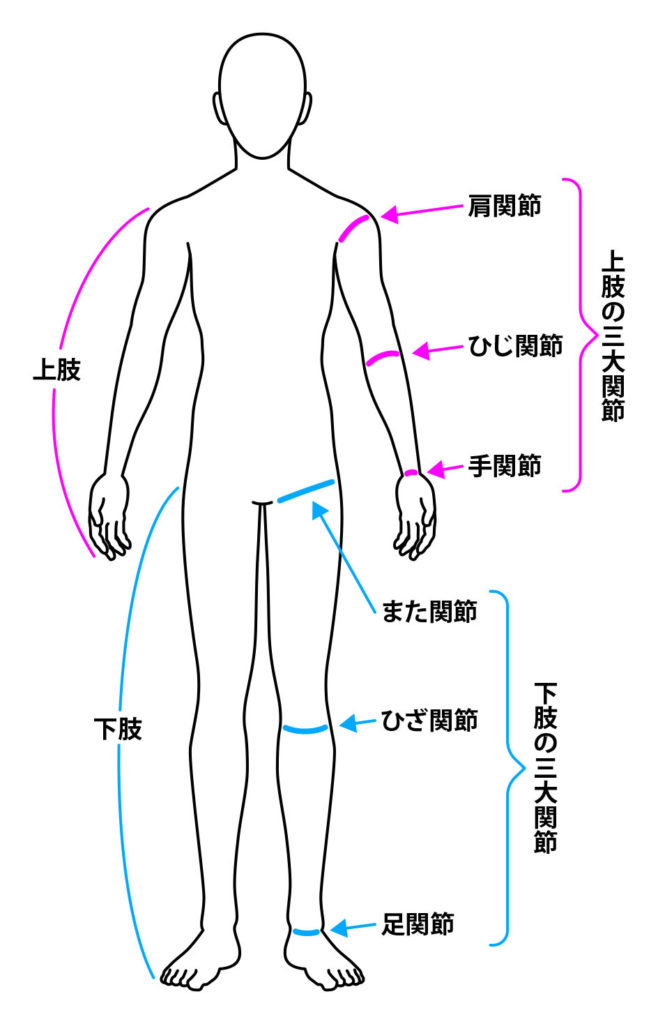 身体部位の名称 | ほけん道場